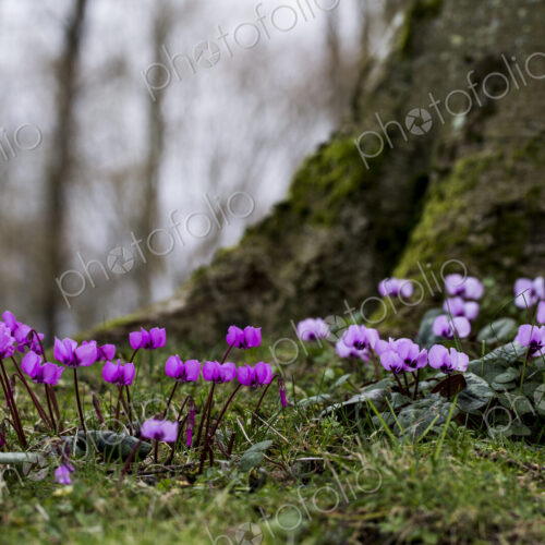 A garden in winter, small flowering cyclamen under a tree.