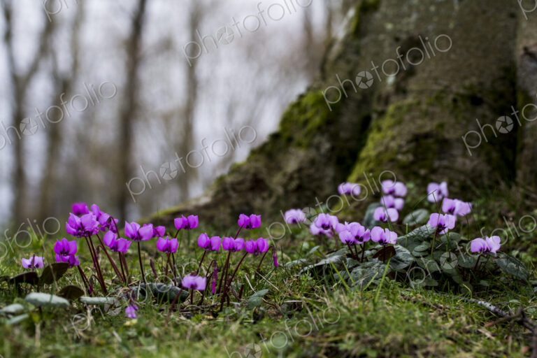 A garden in winter, small flowering cyclamen under a tree.