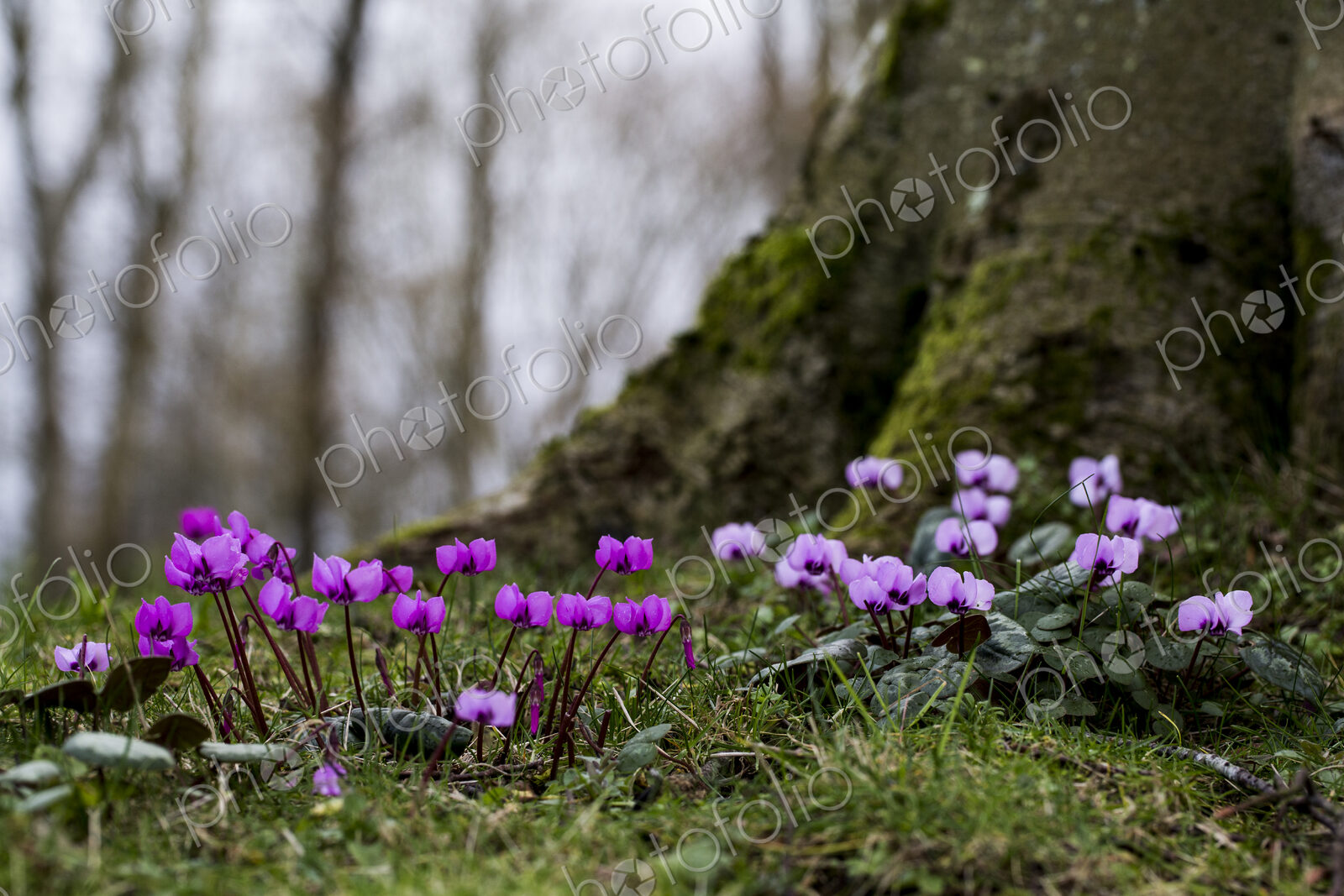 A garden in winter, small flowering cyclamen under a tree.