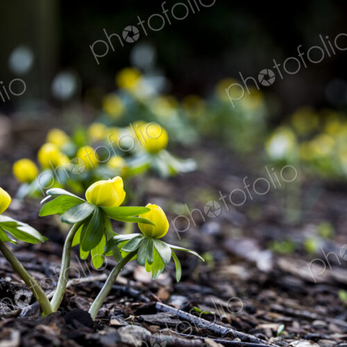 A garden in winter, small yellow aconites flowering in the bark and fallen leaves
