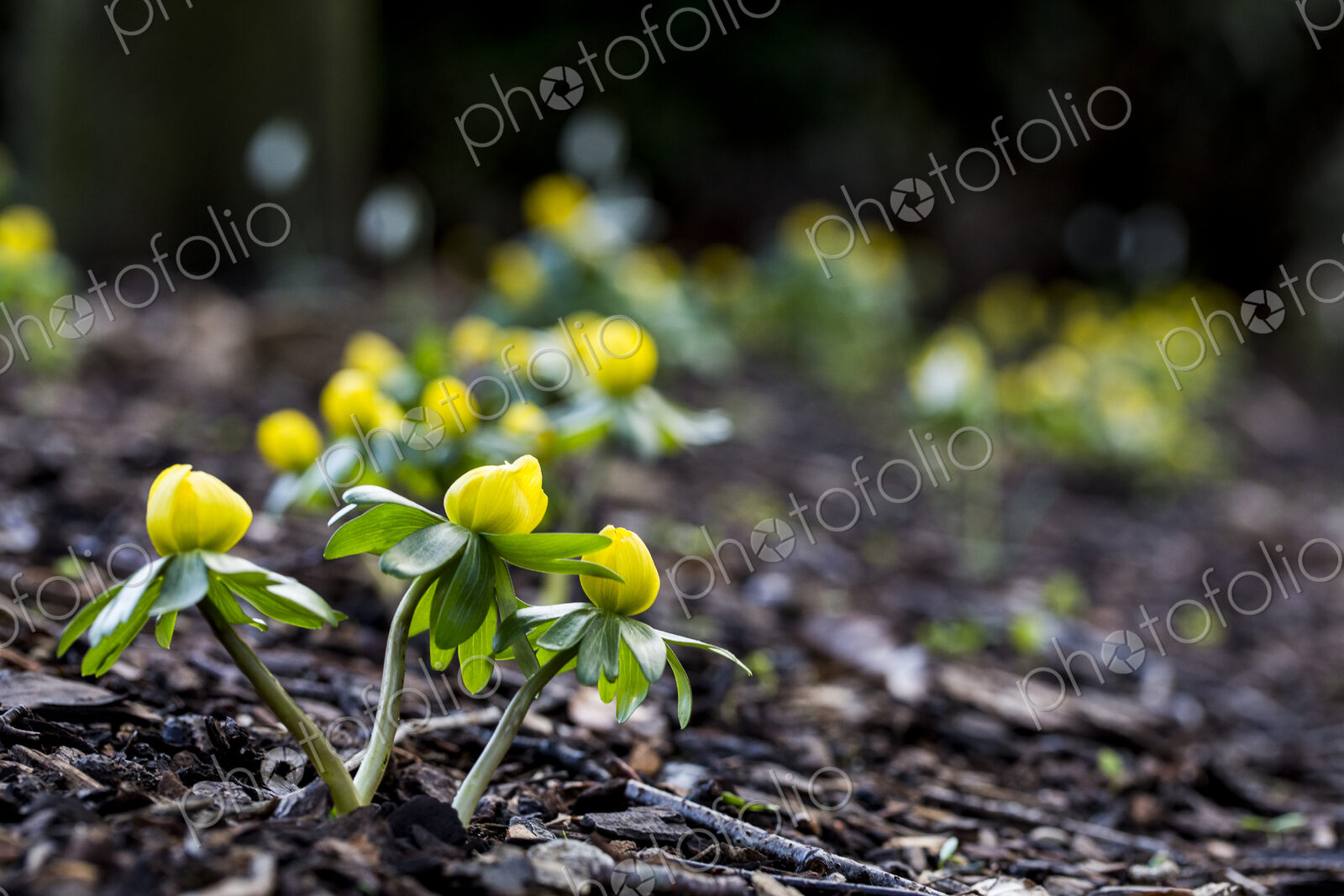 A garden in winter, small yellow aconites flowering in the bark and fallen leaves