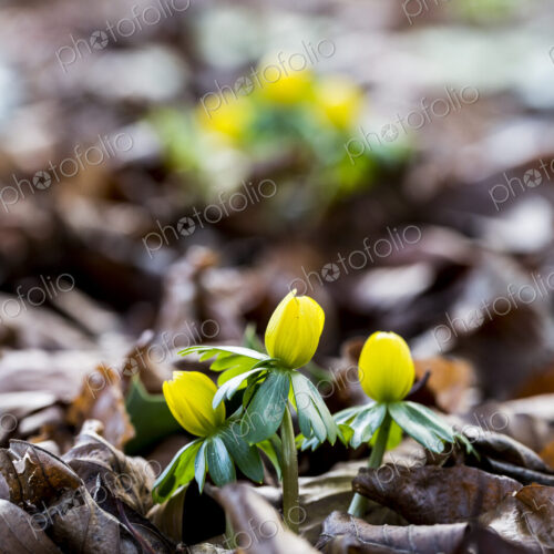 A garden in winter, small yellow aconites flowering in the bark and fallen leaves