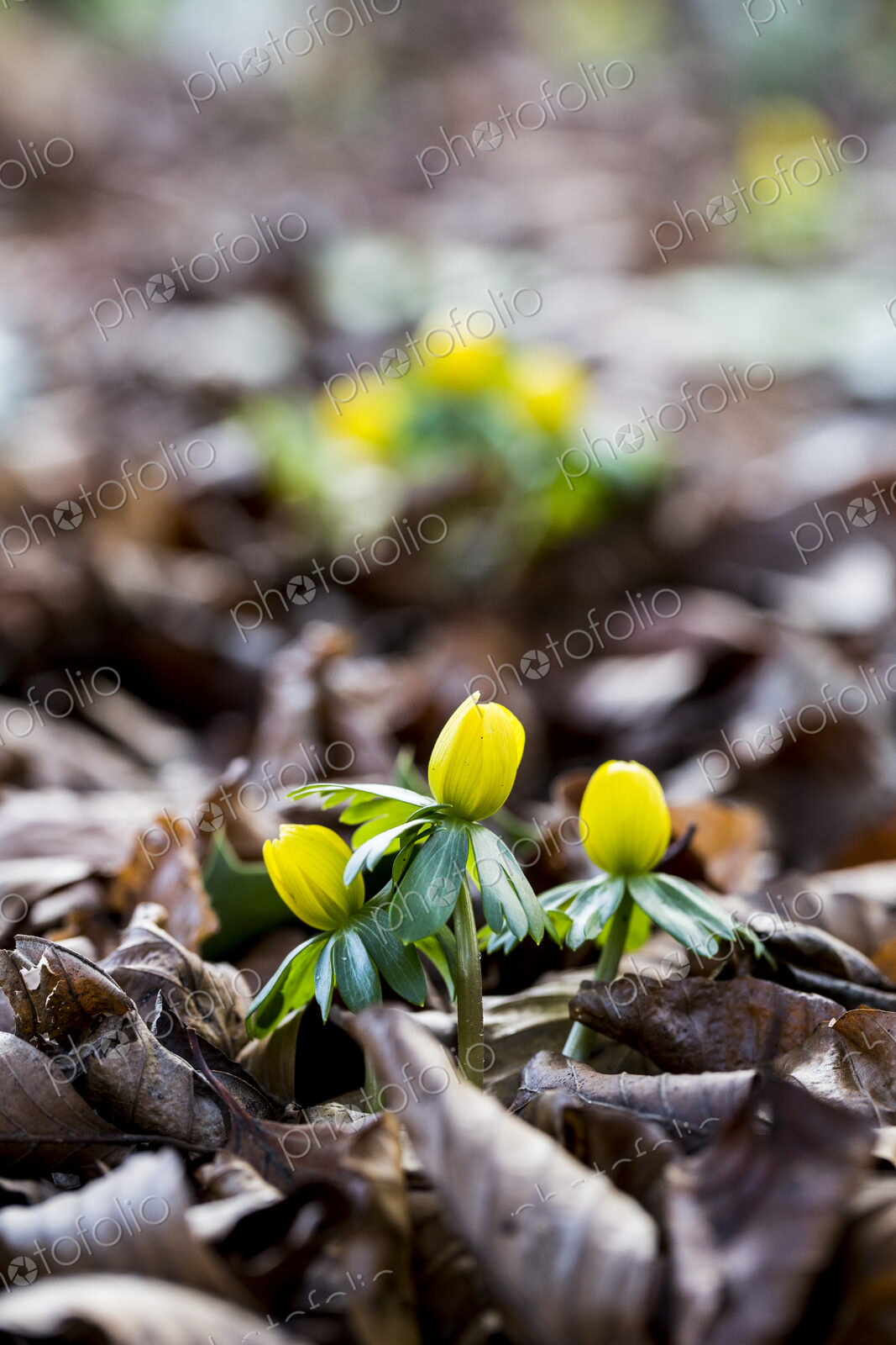A garden in winter, small yellow aconites flowering in the bark and fallen leaves