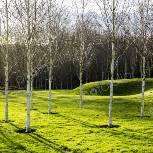 A garden in winter, white birch trees with pale trunks in grass A garden in winter, white birch trees with pale trunks in grass