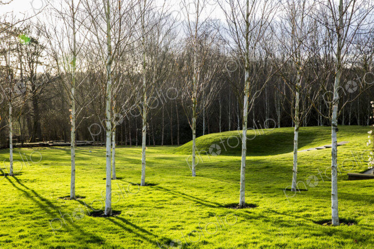 A garden in winter, white birch trees with pale trunks in grass