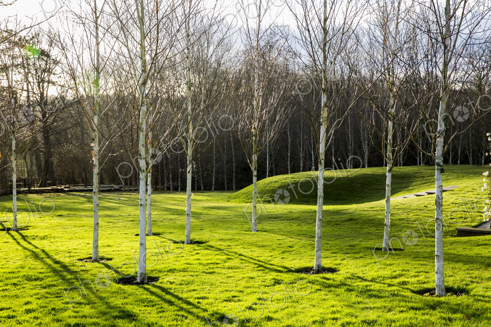 A garden in winter, white birch trees with pale trunks in grass