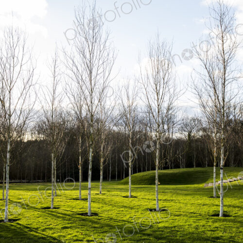 A garden in winter, white birch trees with pale trunks in grass A garden in winter, white birch trees with pale trunks in grass