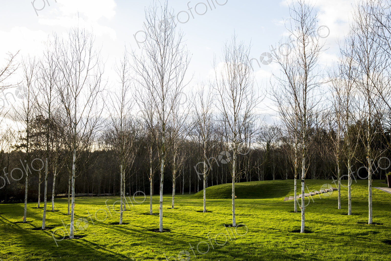 A garden in winter, white birch trees with pale trunks in grass