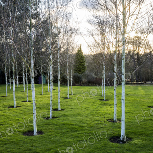 A garden in winter, white birch trees with pale trunks in grass. A garden in winter, white birch trees with pale trunks in grass.