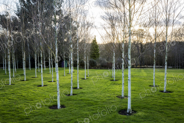 A garden in winter, white birch trees with pale trunks in grass.