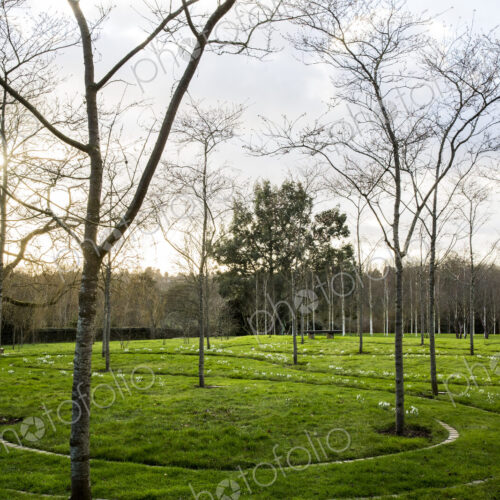 A garden in winter, young trees in grass with paths cut through the grass. A garden in winter, young trees in grass with paths cut through the grass.