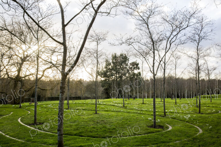A garden in winter, young trees in grass with paths cut through the grass.