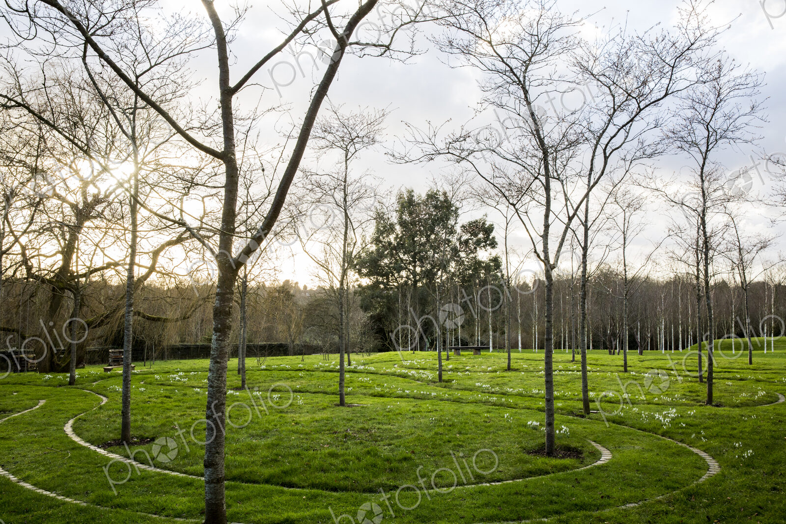 A garden in winter, young trees in grass with paths cut through the grass.