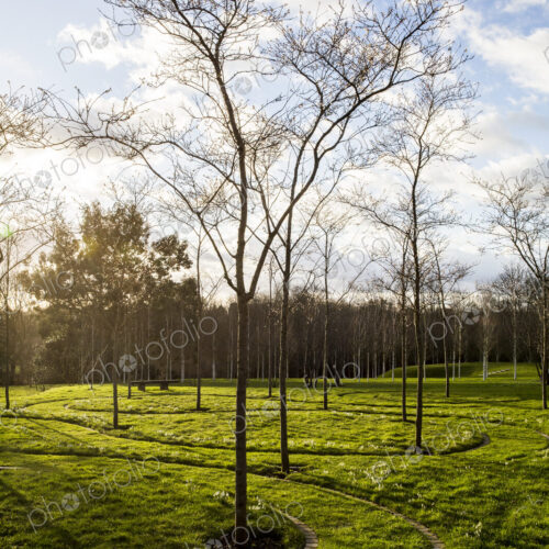 A garden in winter, young trees in grass with paths cut through the grass. A garden in winter, young trees in grass with paths cut through the grass.