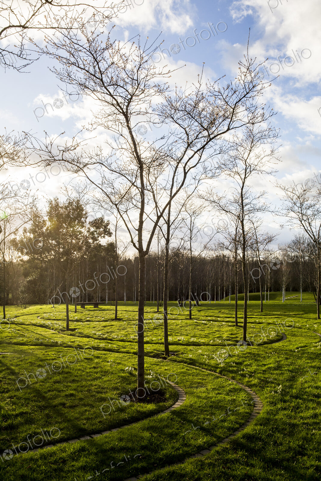 A garden in winter, young trees in grass with paths cut through the grass.