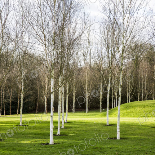 A garden in winter, young white birch trees in grass with paths cut through the grass. A garden in winter, young white birch trees in grass with paths cut through the grass.