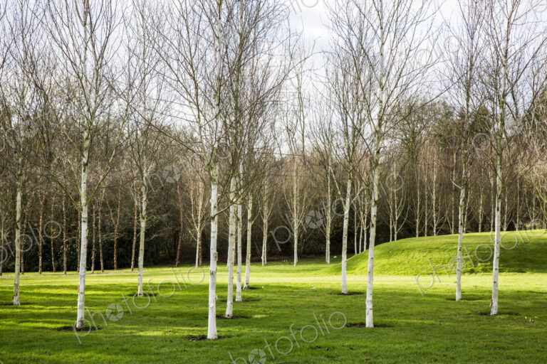 A garden in winter, young white birch trees in grass with paths cut through the grass.