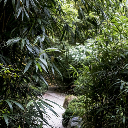 A garden path through tall bamboo plants and foliage