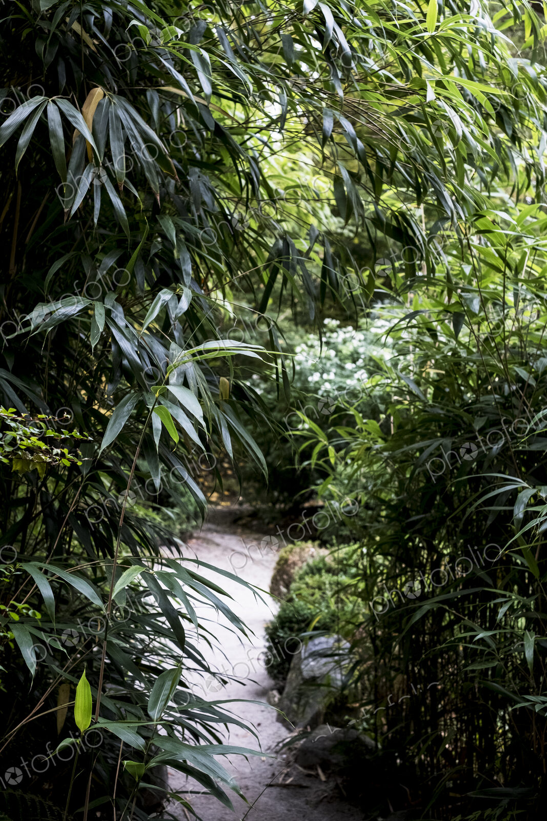 A garden path through tall bamboo plants and foliage