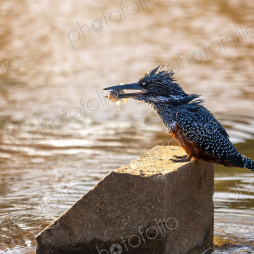 A giant kingfisher, Megaceryle maxima, catching a fish. A giant kingfisher, Megaceryle maxima, catching a fish.
