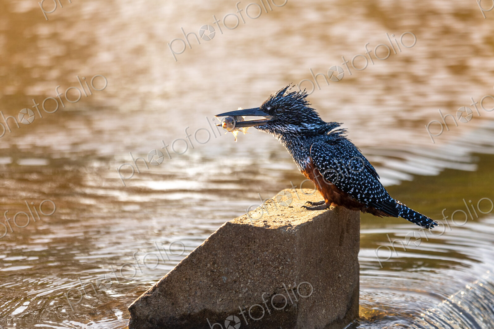 A giant kingfisher, Megaceryle maxima, catching a fish.