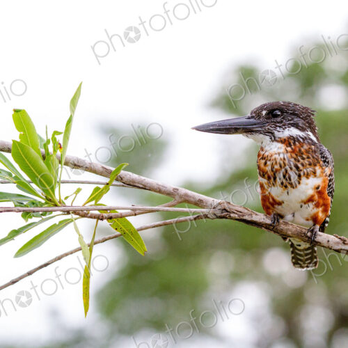 A giant kingfisher, Megaceryle maxima, stands on a branch, looking away. A giant kingfisher, Megaceryle maxima, stands on a branch, looking away.