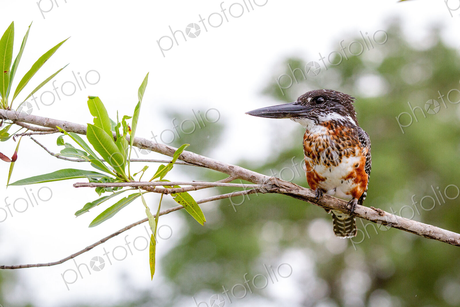 A giant kingfisher, Megaceryle maxima, stands on a branch, looking away.