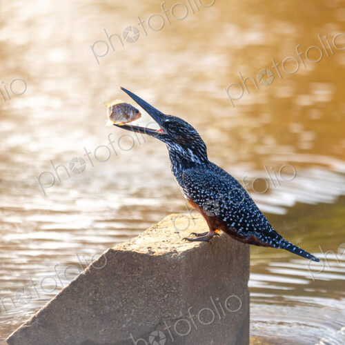 A giant kingfisher, Megaceryle maxima, tossing a fish in its beak. A giant kingfisher, Megaceryle maxima, tossing a fish in its beak.