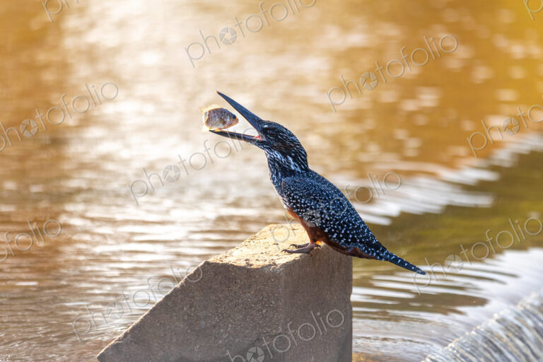 A giant kingfisher, Megaceryle maxima, tossing a fish in its beak.