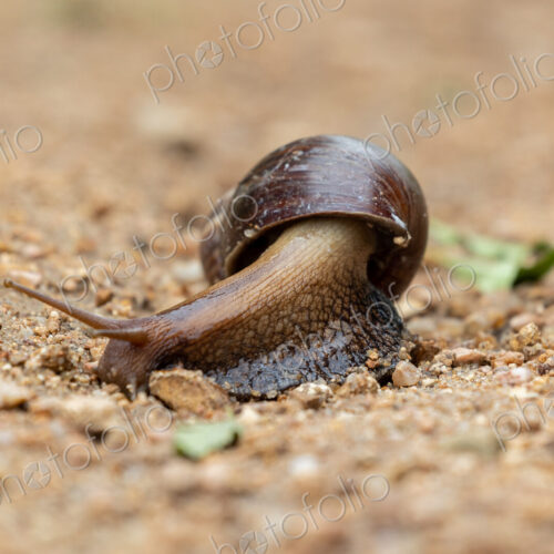 A giant land snail, Achatina fulica, moving along the ground.