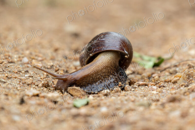 A giant land snail, Achatina fulica, moving along the ground.