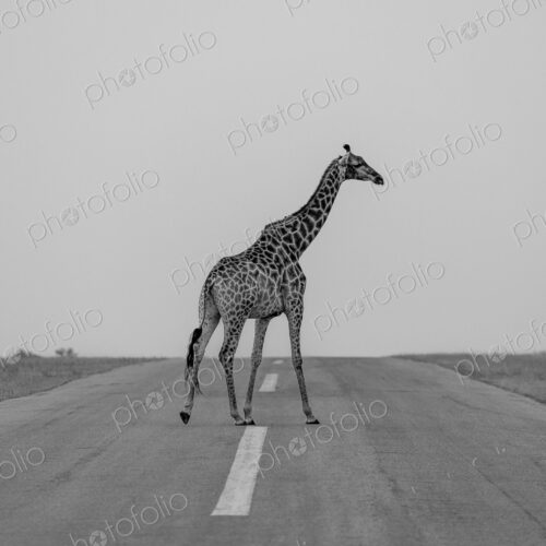 A giraffe, Giraffa camelopardalis, crossing an airstrip, in black and white. A giraffe, Giraffa camelopardalis, crossing an airstrip, in black and white.