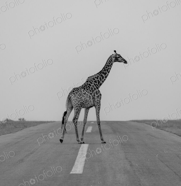 A giraffe, Giraffa camelopardalis, crossing an airstrip, in black and white.