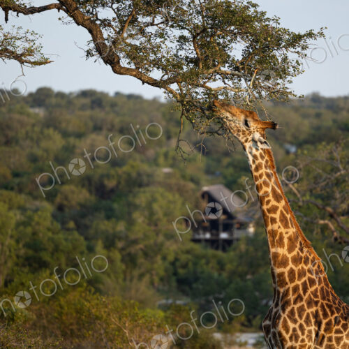 A giraffe, Giraffa, eating leaves from a tree. A giraffe, Giraffa, eating leaves from a tree.