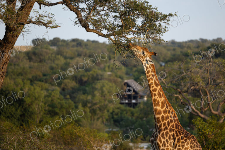 A giraffe, Giraffa, eating leaves from a tree.