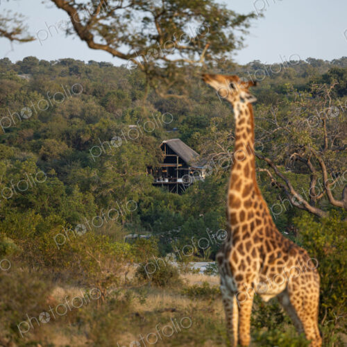 A giraffe, Giraffa, eating leaves from a tree. A giraffe, Giraffa, eating leaves from a tree.