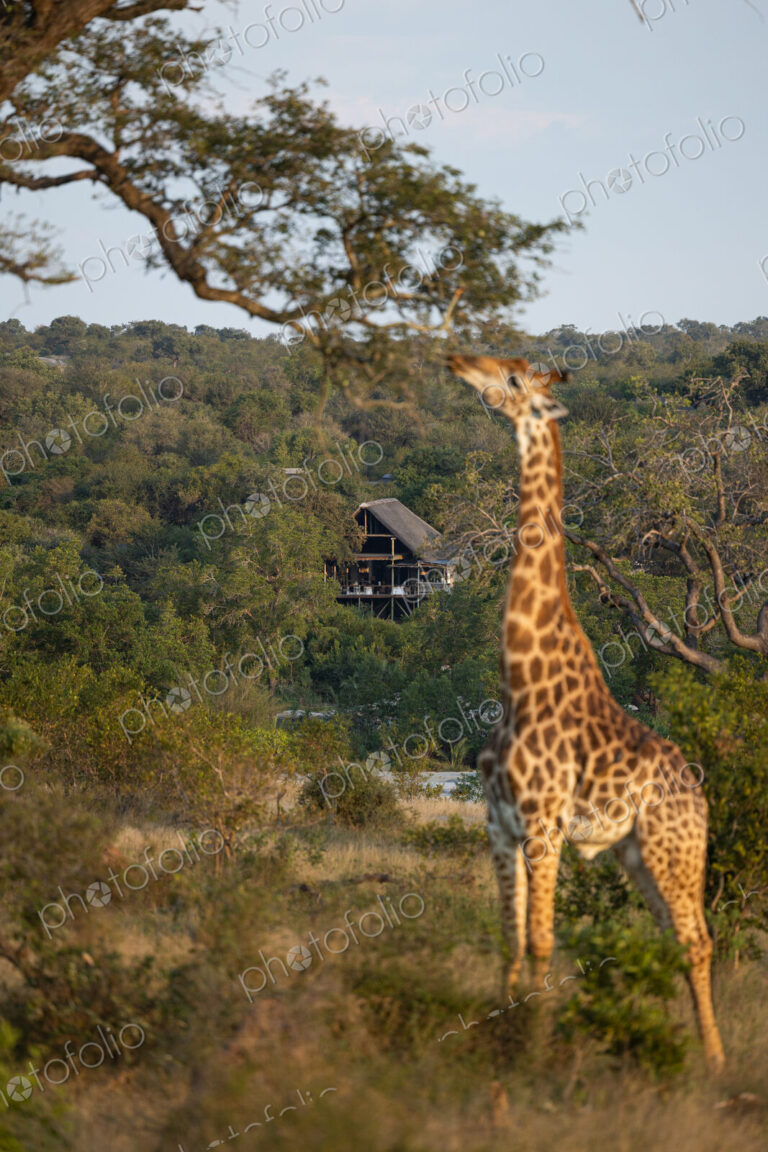 A giraffe, Giraffa, eating leaves from a tree.