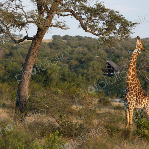 A giraffe, Giraffa, eating leaves from a tree. A giraffe, Giraffa, eating leaves from a tree.