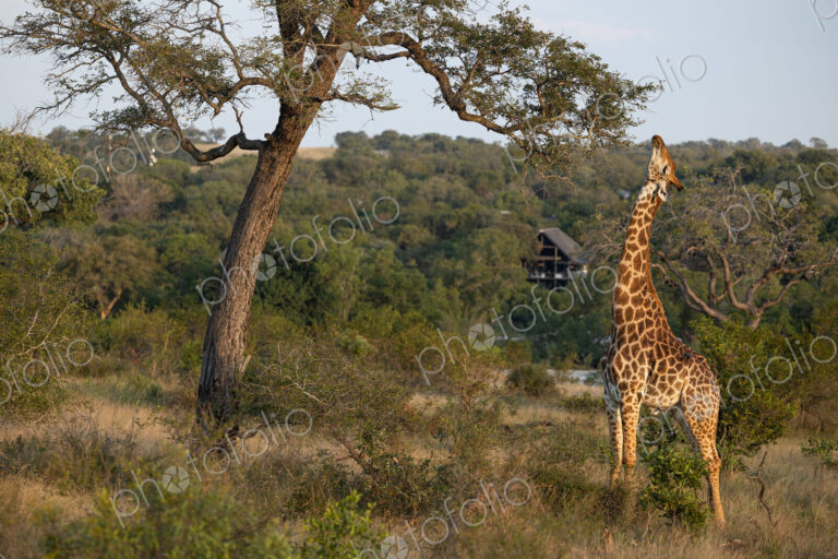 A giraffe, Giraffa, eating leaves from a tree.