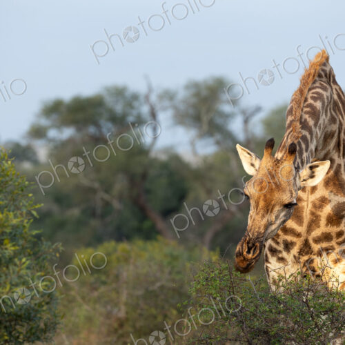 A giraffe, Giraffa, feeding. A giraffe, Giraffa, feeding.