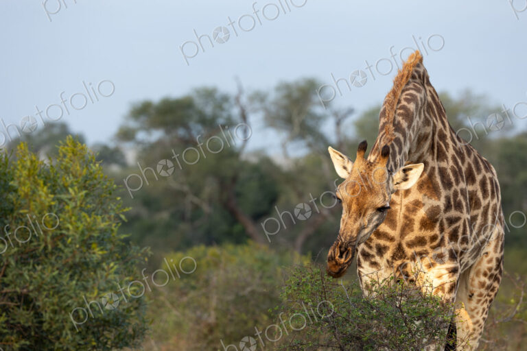 A giraffe, Giraffa, feeding.