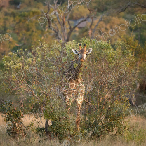 A giraffe, Giraffa, feeding. A giraffe, Giraffa, feeding.
