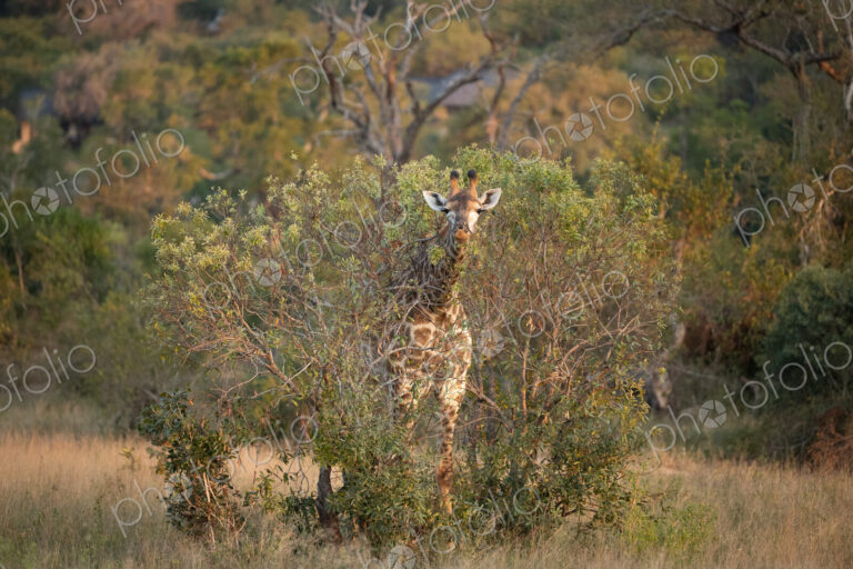 A giraffe, Giraffa, feeding.