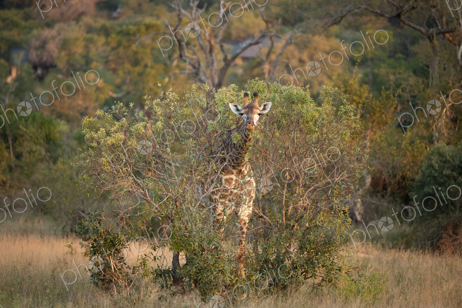 A giraffe, Giraffa, feeding.