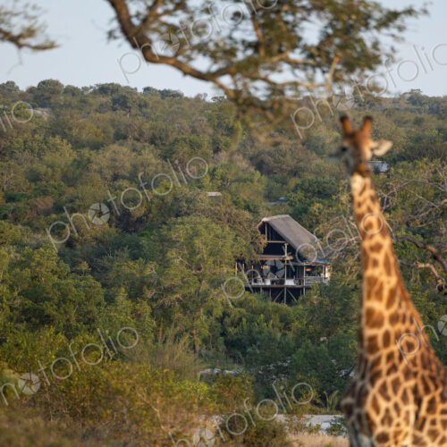 A giraffe, Giraffa, feeding on leaves, in front of the Londolozi Granite Suites. A giraffe, Giraffa, feeding on leaves, in front of the Londolozi Granite Suites.