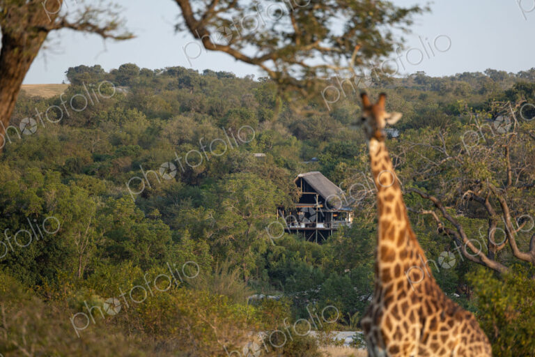 A giraffe, Giraffa, feeding on leaves, in front of the Londolozi Granite Suites.