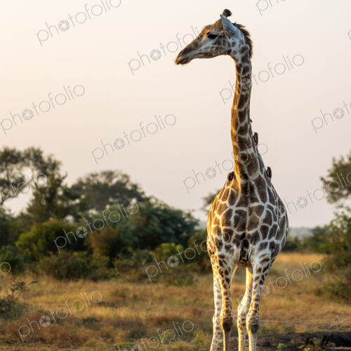 A giraffe, Giraffa, standing and looking to the side. A giraffe, Giraffa, standing and looking to the side.