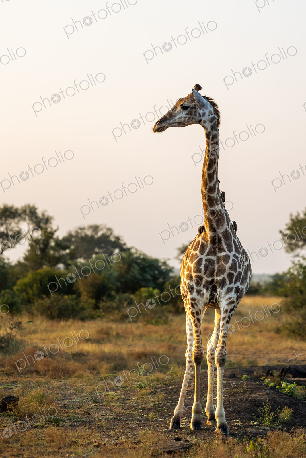 A giraffe, Giraffa, standing and looking to the side.