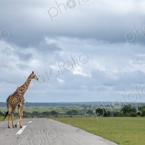 A giraffe, Giraffa, walking across an airstrip, cloudy skies. A giraffe, Giraffa, walking across an airstrip, cloudy skies.