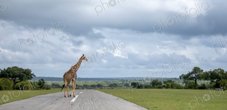 A giraffe, Giraffa, walking across an airstrip, cloudy skies.